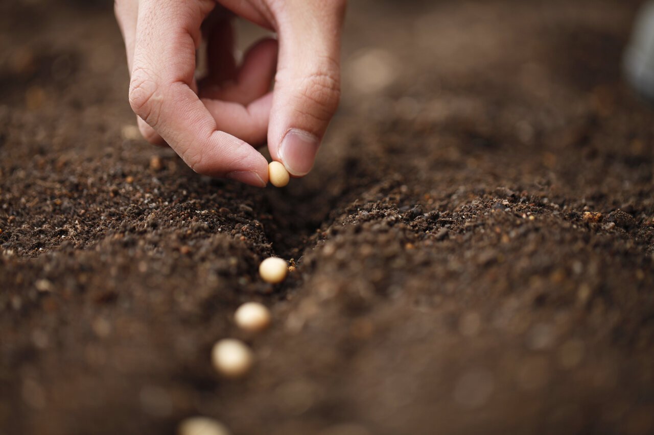 Sowing_the_seeds_today_1_optimized
